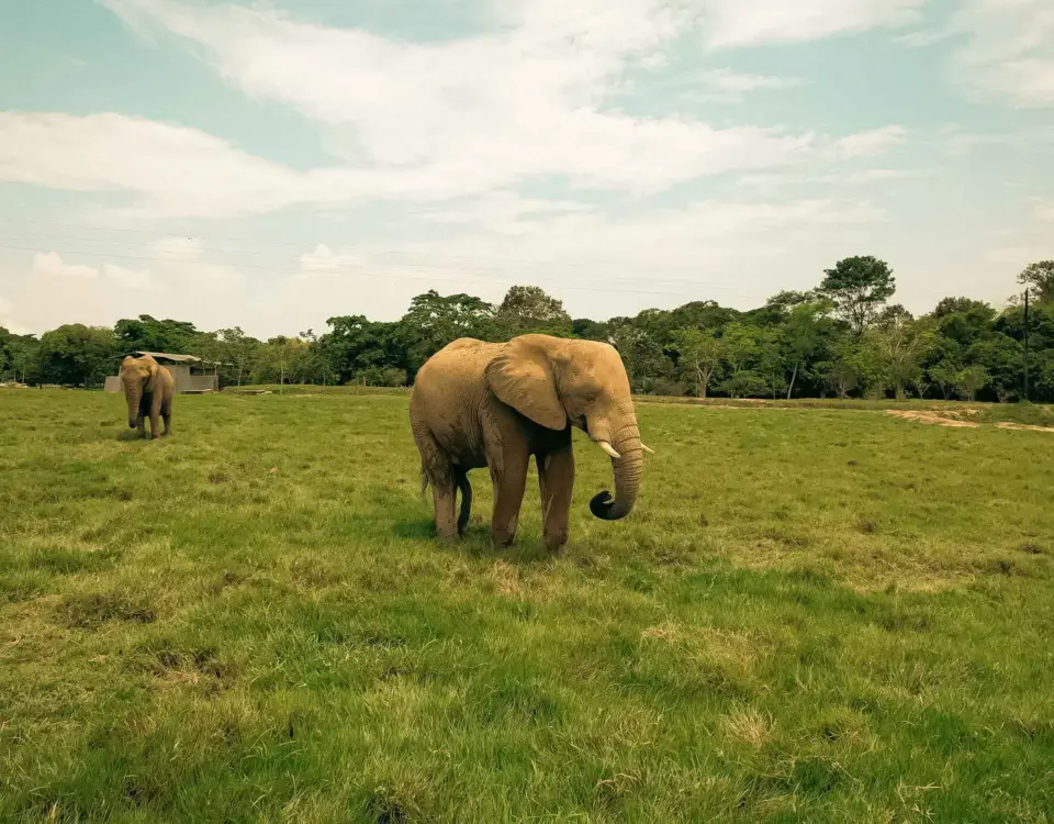 Elefante en la sabana africana del Parque Temático Hacienda Nápoles, destino principal del Tour a Doradal.